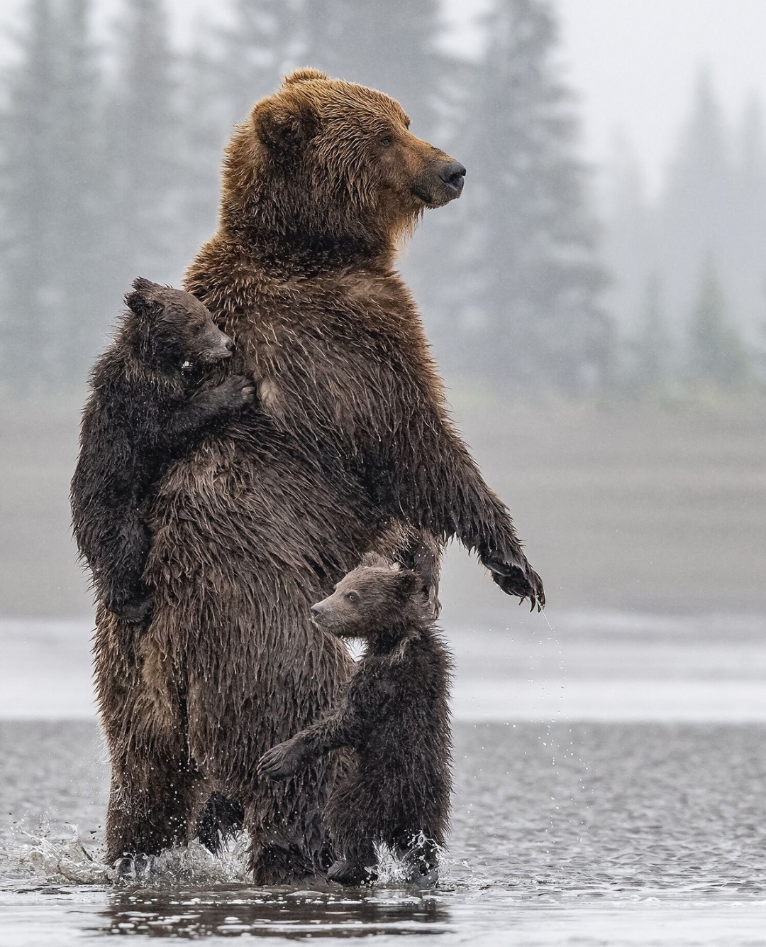 Jumbo Wild - Did you know that humans share 80% of our DNA...