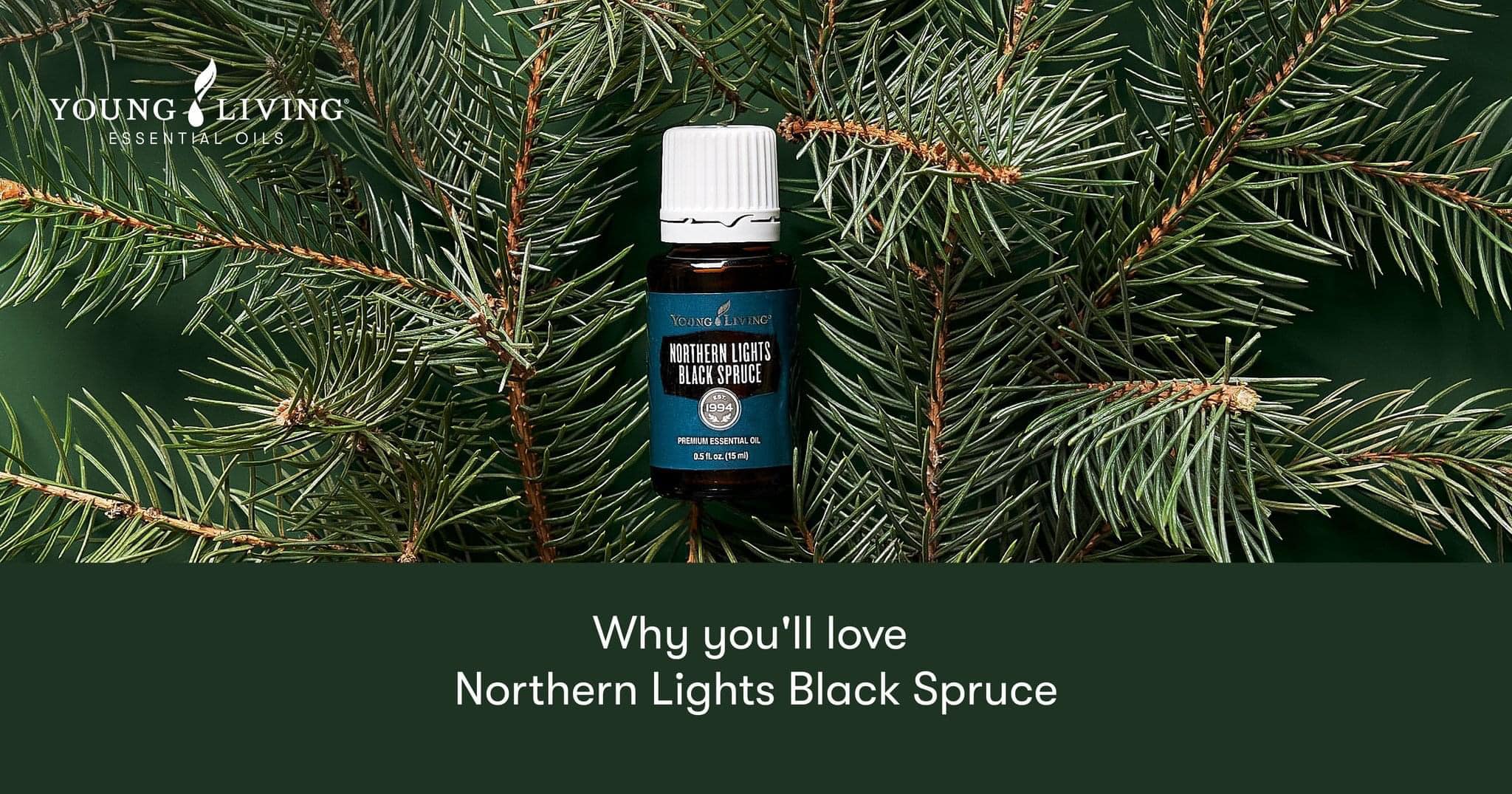 Northern Lights Black Spruce (NLBS) is a Young Living favorite