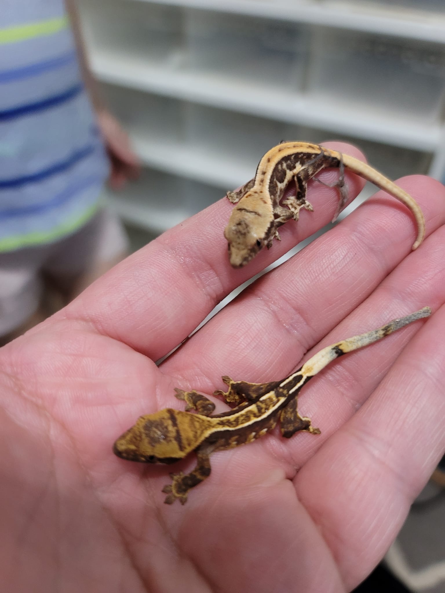 Postal Pythons | Daytona Beach FL