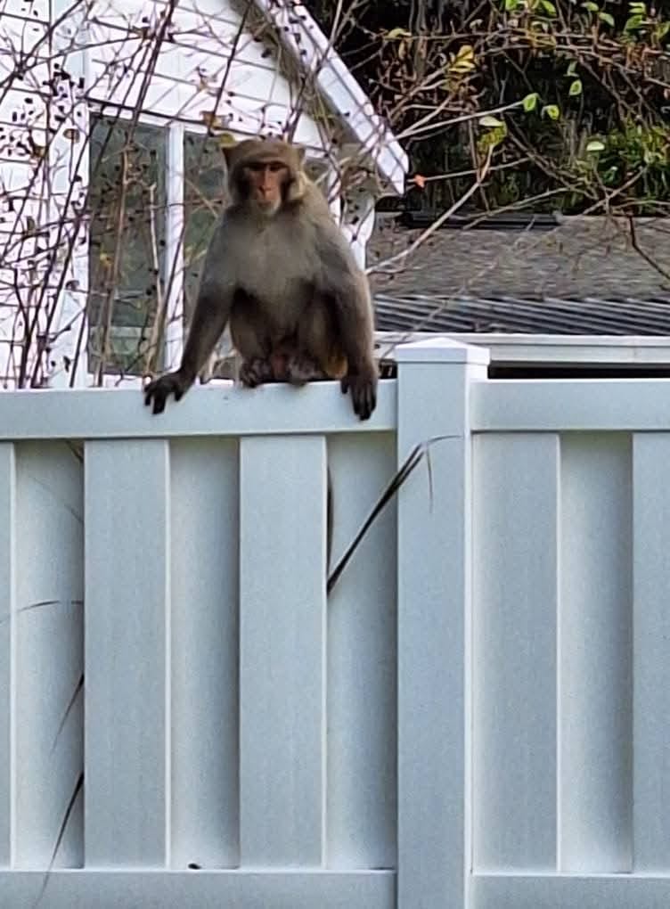 【City Monkey 】 Monkey sightings reported in Orange City