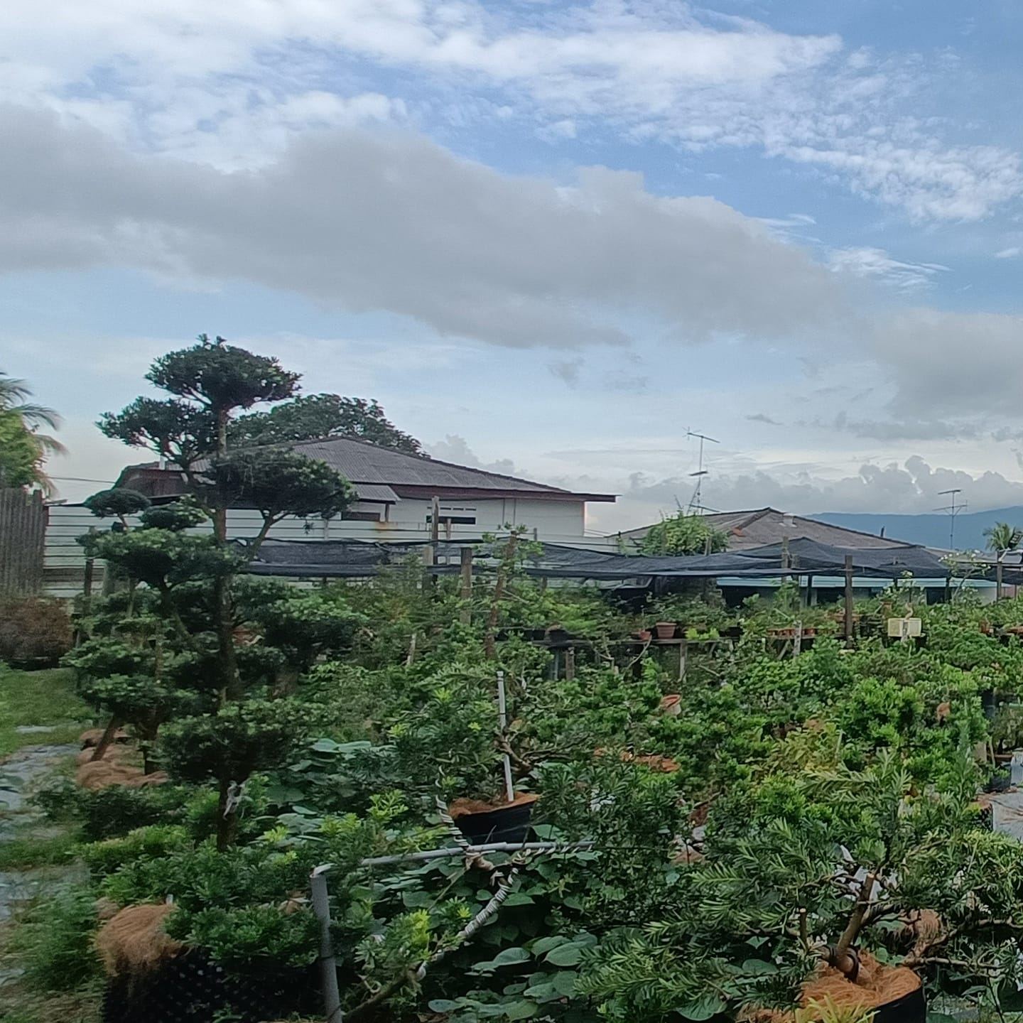 仙丹花（学名：Ixora chinensis）又稱為仙丹花、山丹花，其他還有紅繡球、買子木、賣子木、三段花等別名，英文名稱為Chinese ...