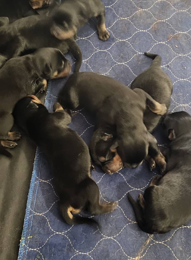 Marshall's Rottweilers of Southeast Missouri