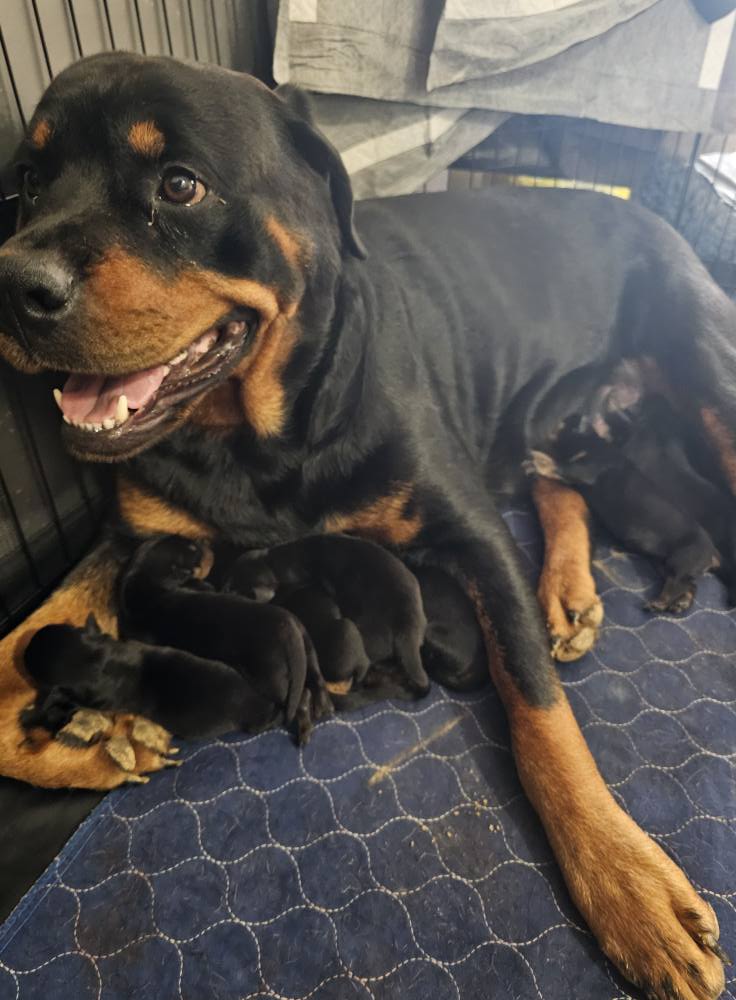 Marshall's Rottweilers of Southeast Missouri