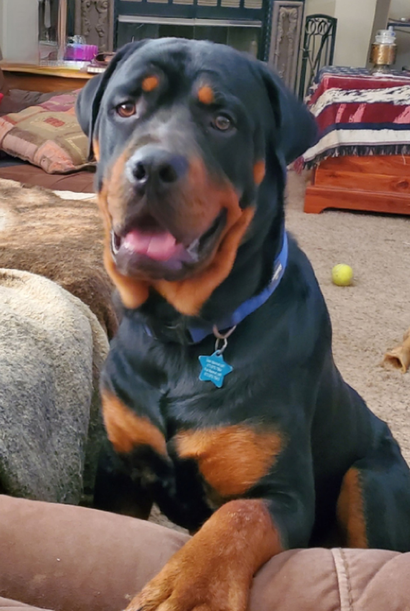 Marshall's Rottweilers of Southeast Missouri