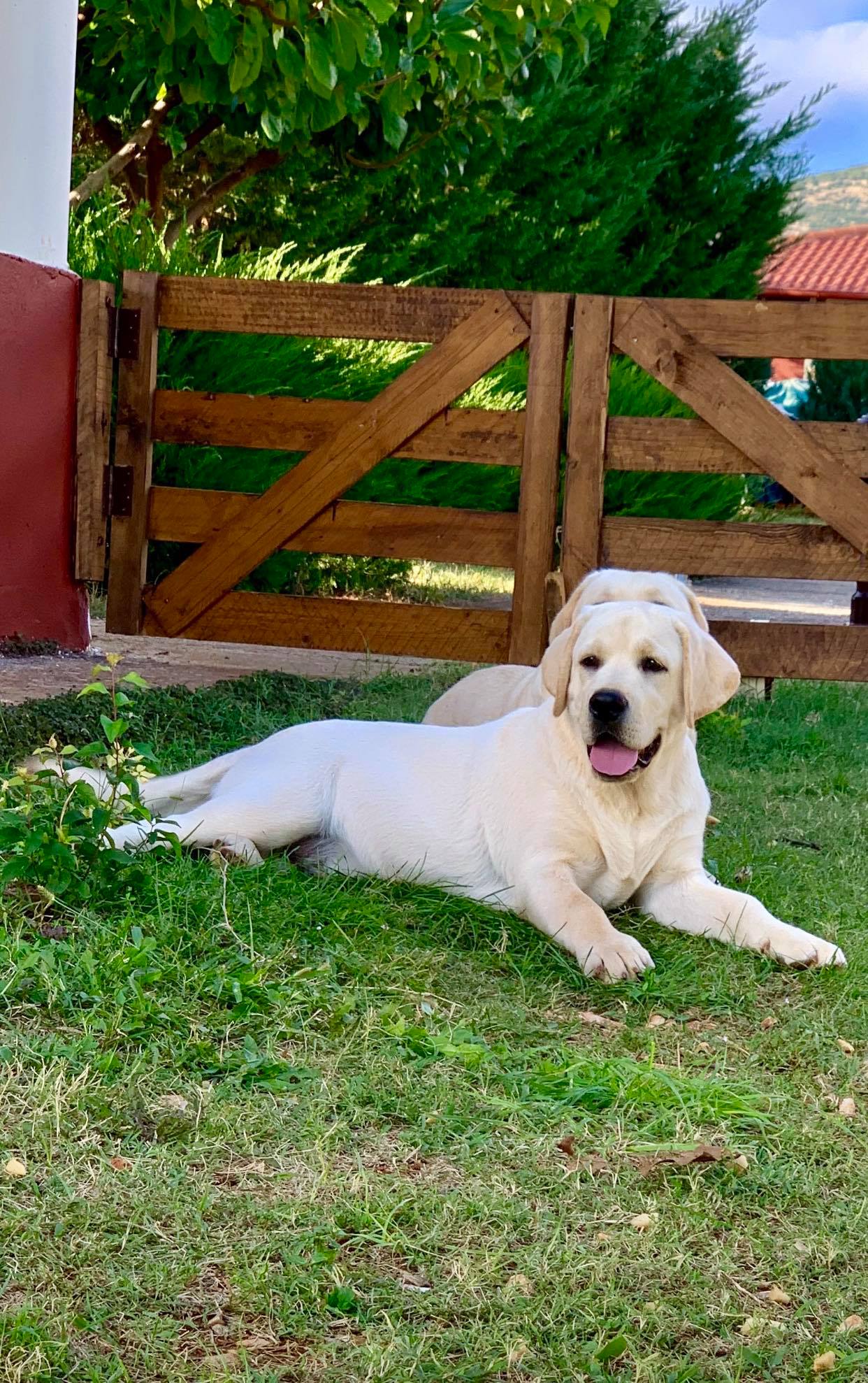 Labrador retriever-All stars of mike kennel FCI | Mégara