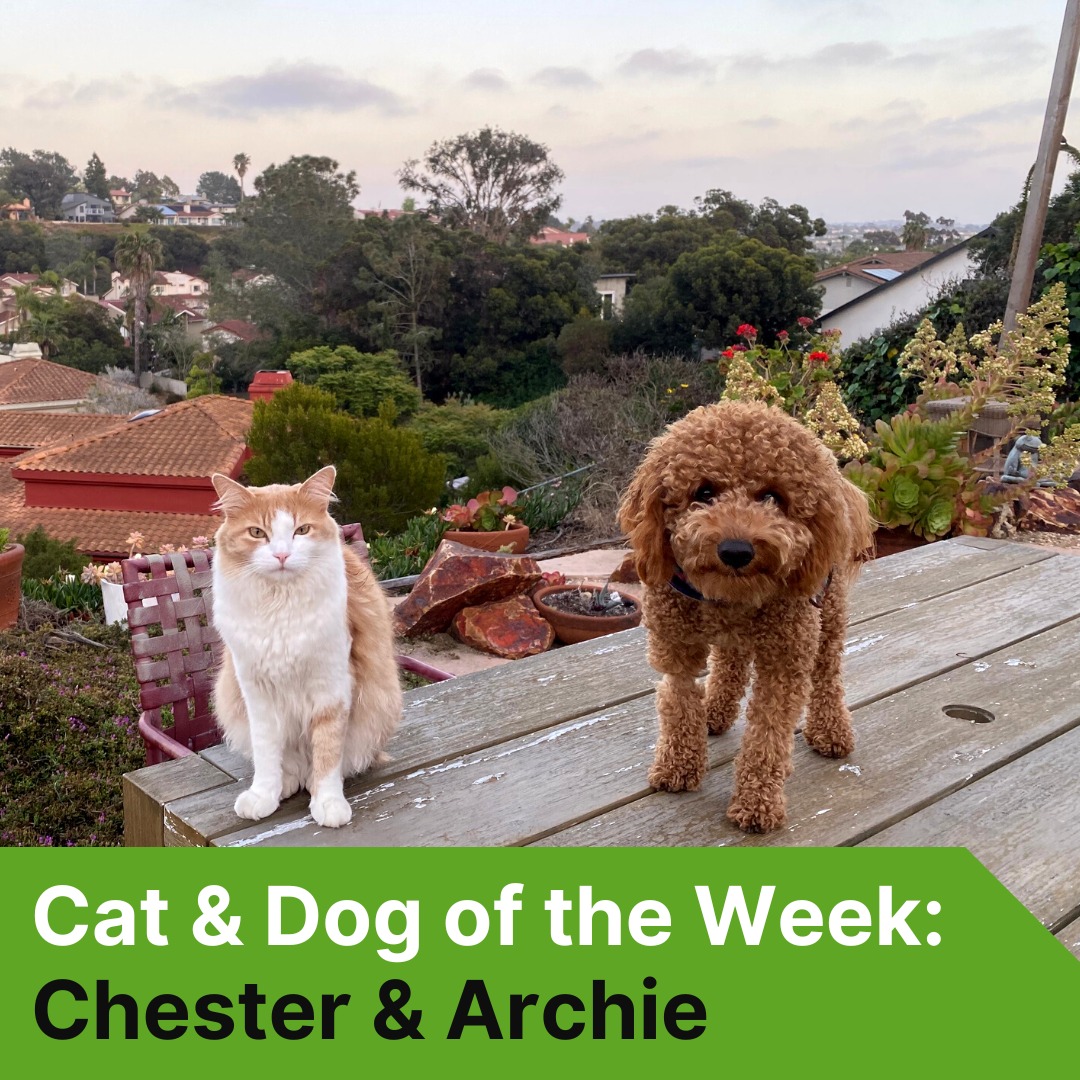 Ezoic - Meet Chester and Archie, our pets of the week who...
