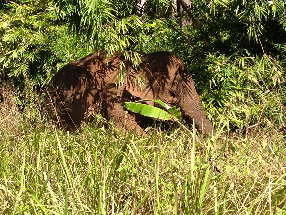 Chelot and... - Mondulkiri Elephant & Wildlife Sanctuary