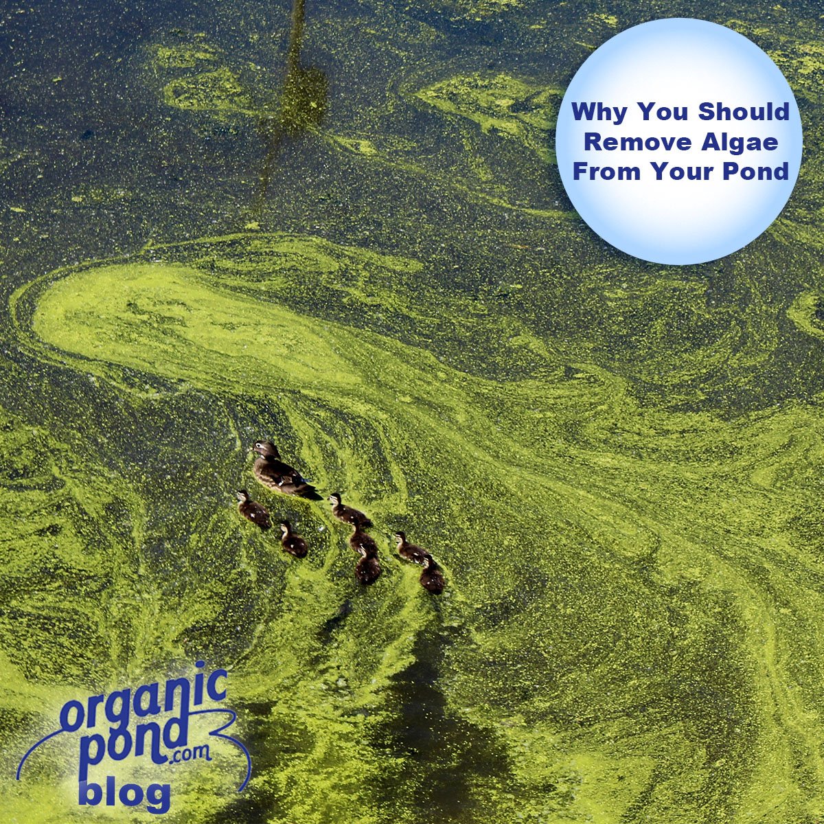 Organic Pond - As most pond owners know, often with warm...