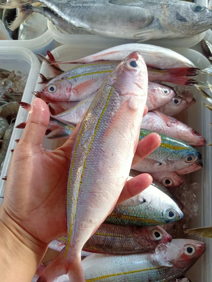 Now Available:... - Urban Ocean Seafoods Products Wholesaling | Facebook