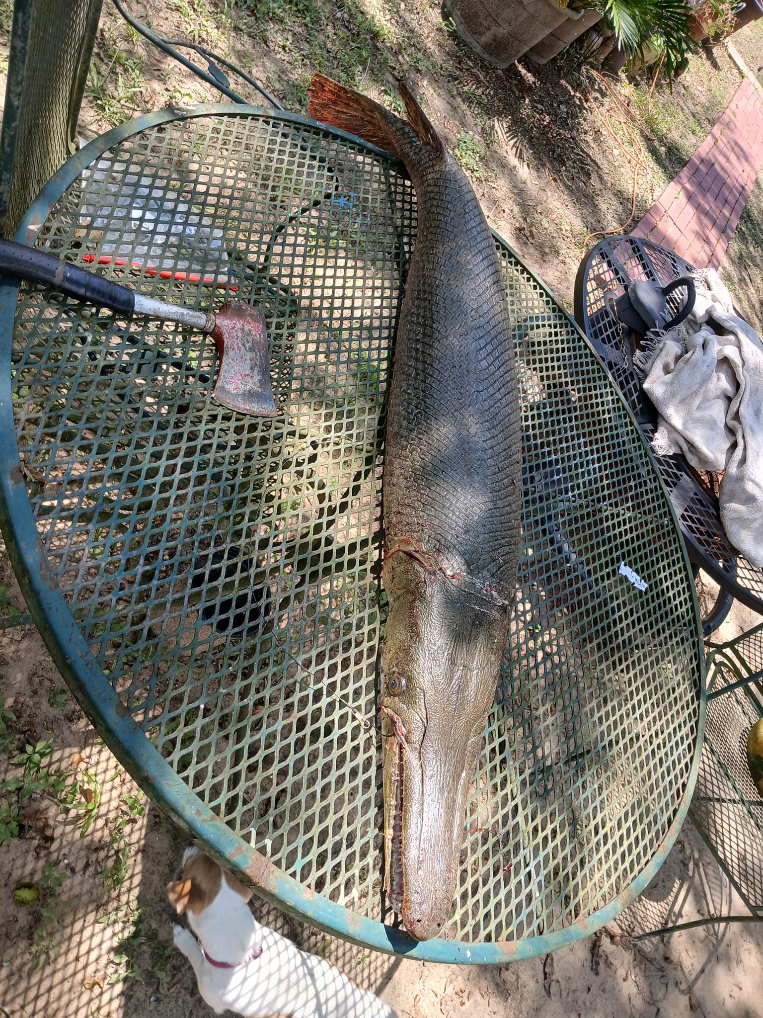 bayou fishing club net LBW Collapsible with Telescoping Handle, Folding Kayak Net for Freshwater or Saltwater, Trout Catfish Bass Rubber Landing Net : Sports & Outdoors LDWF Fisheries Education and Outreach