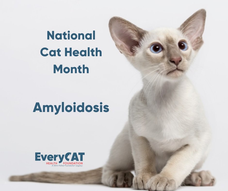 Every Cat Health Foundation Amyloidosis Fund for Siamese-Related Breeds
