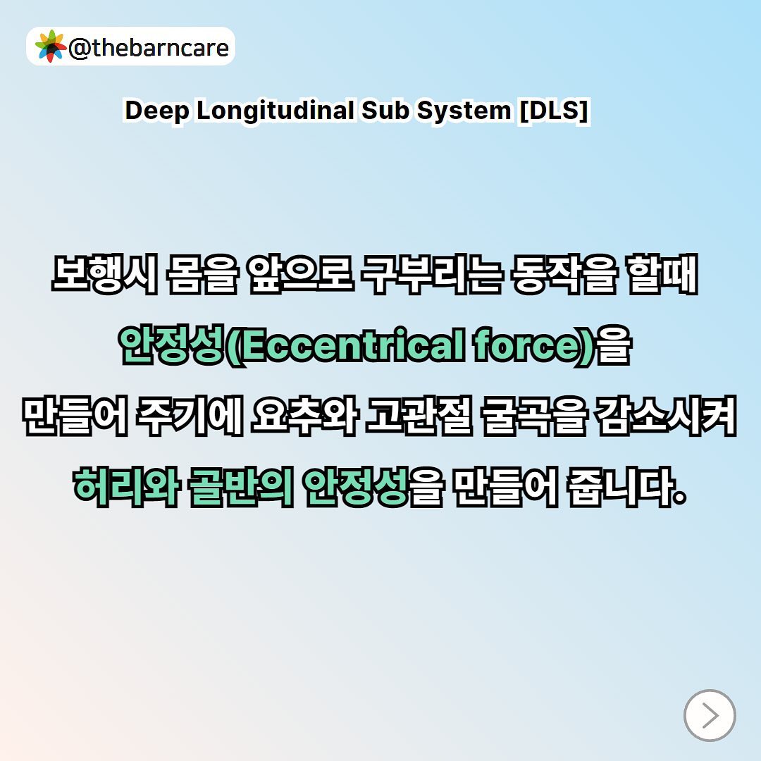 더바른케어 - Deep Longitudinal Sup-System 심부 세로 하위 체계는 척추 기립근,...