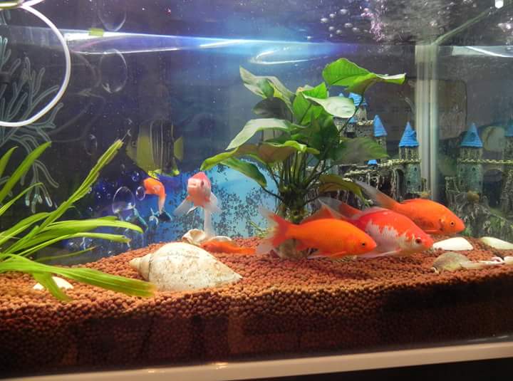 Neha fish aquarium | Hindaun City