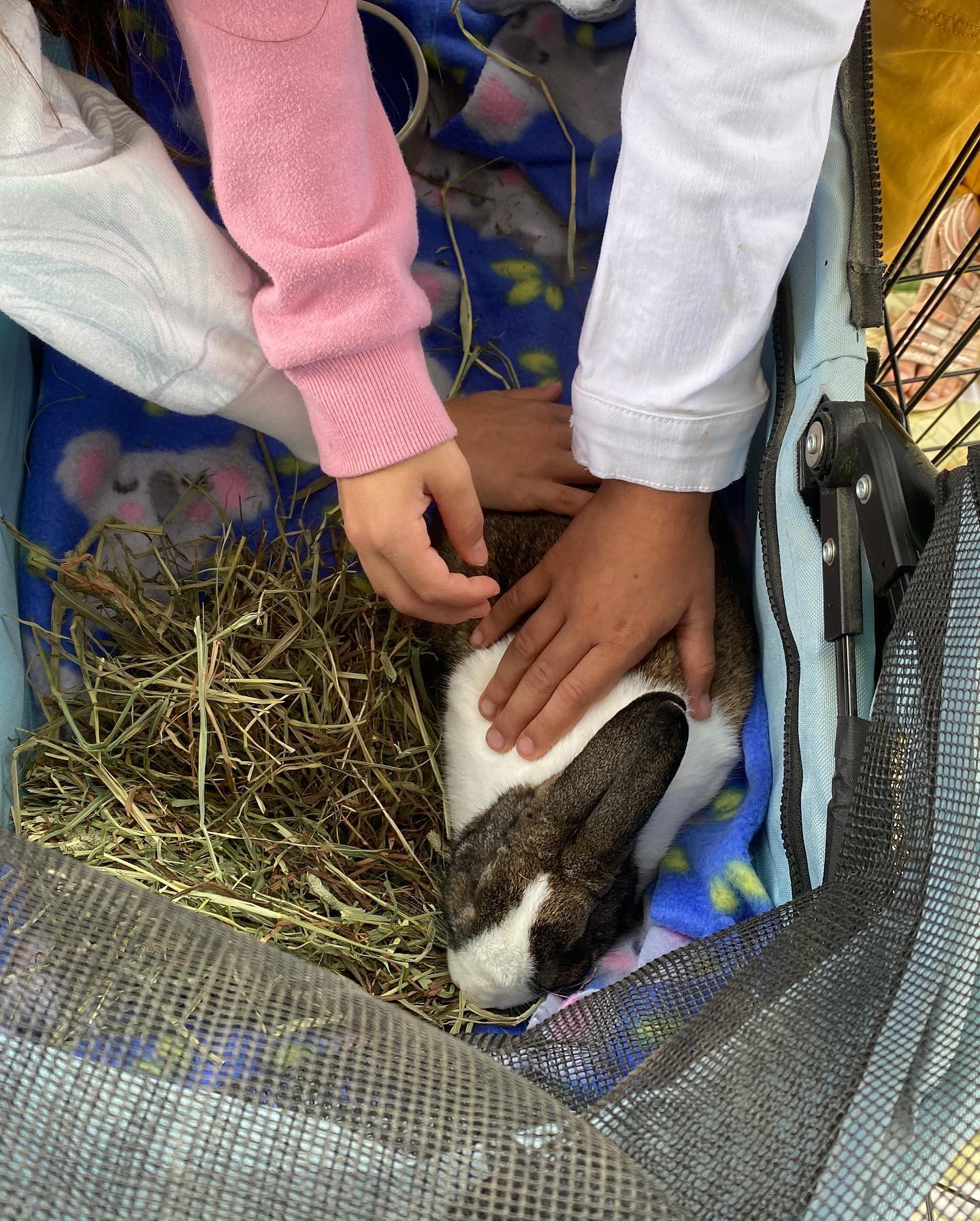 What a fun day at the... - Columbus House Rabbit Society