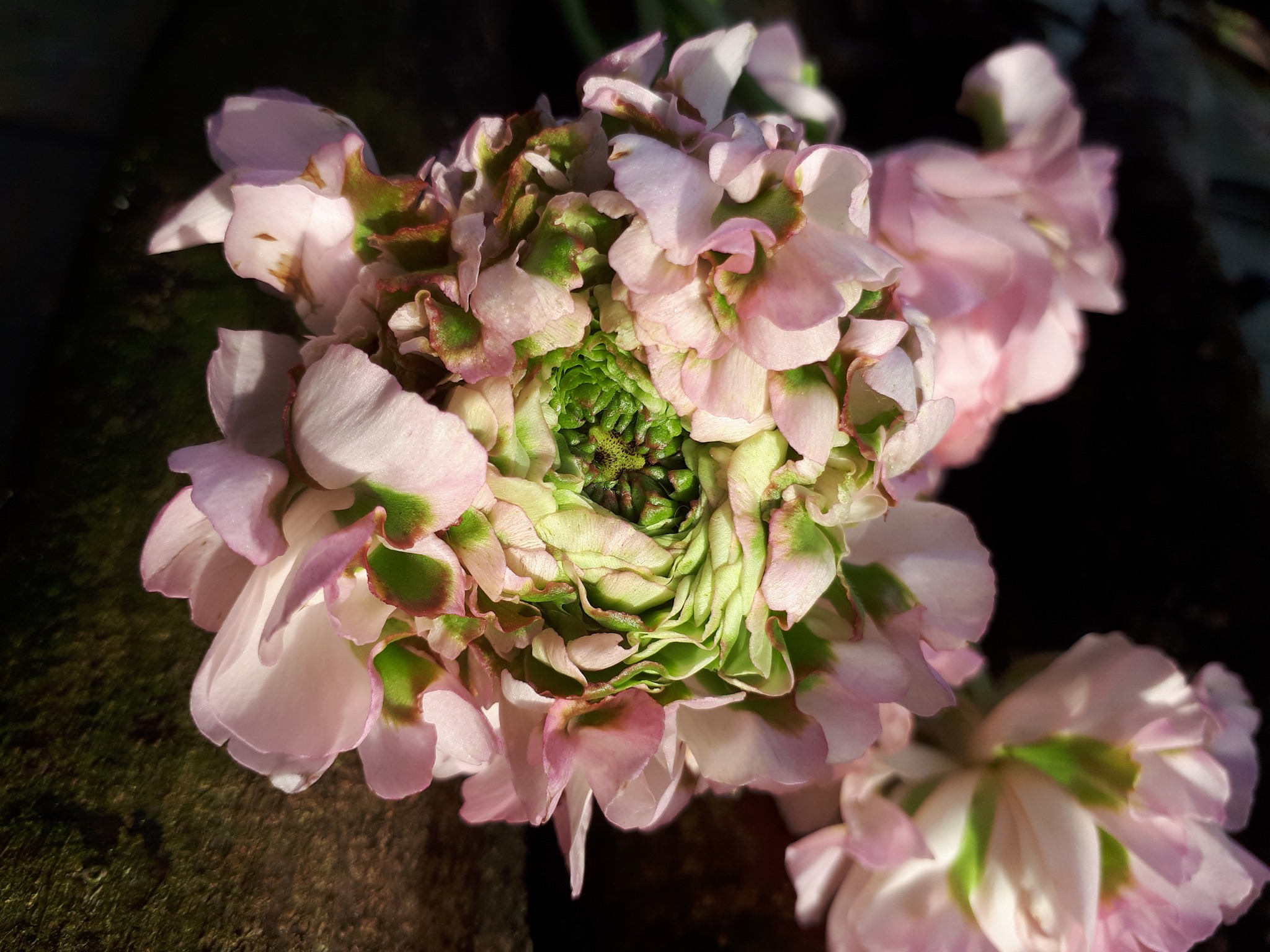 Bloom & Style | Ten Boer