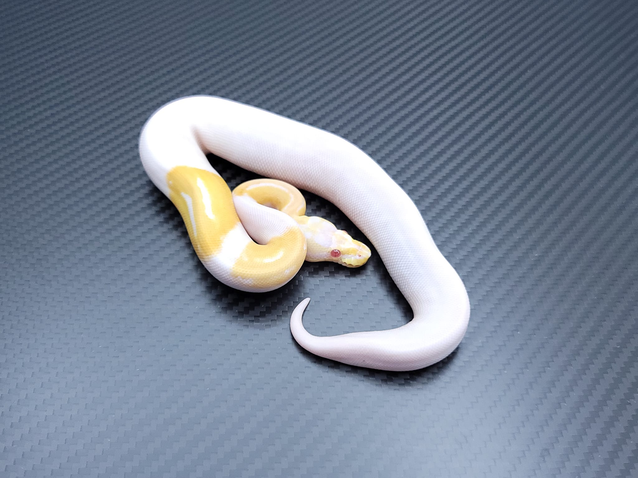 Postal Pythons | Daytona Beach FL