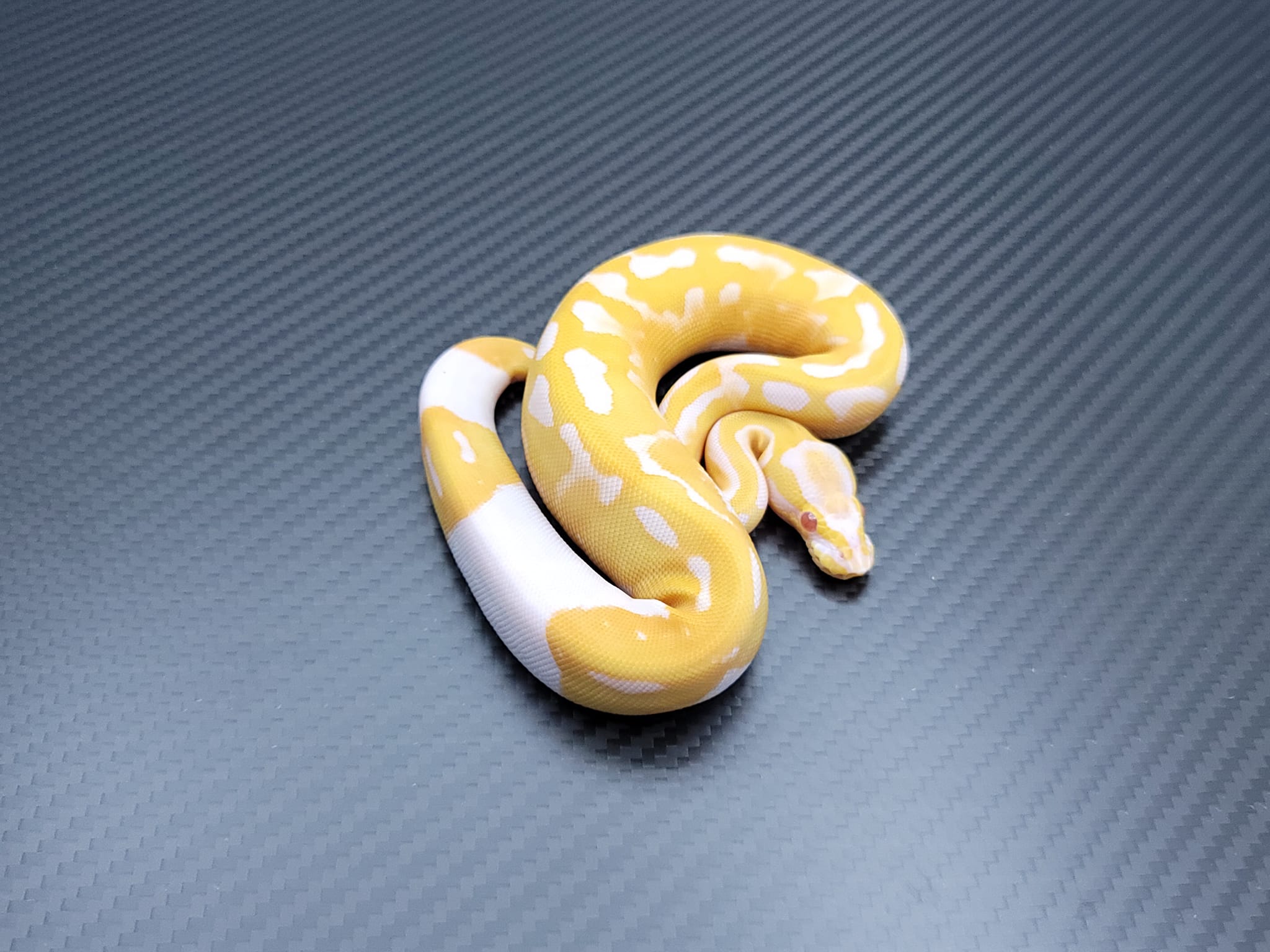 Postal Pythons | Daytona Beach FL