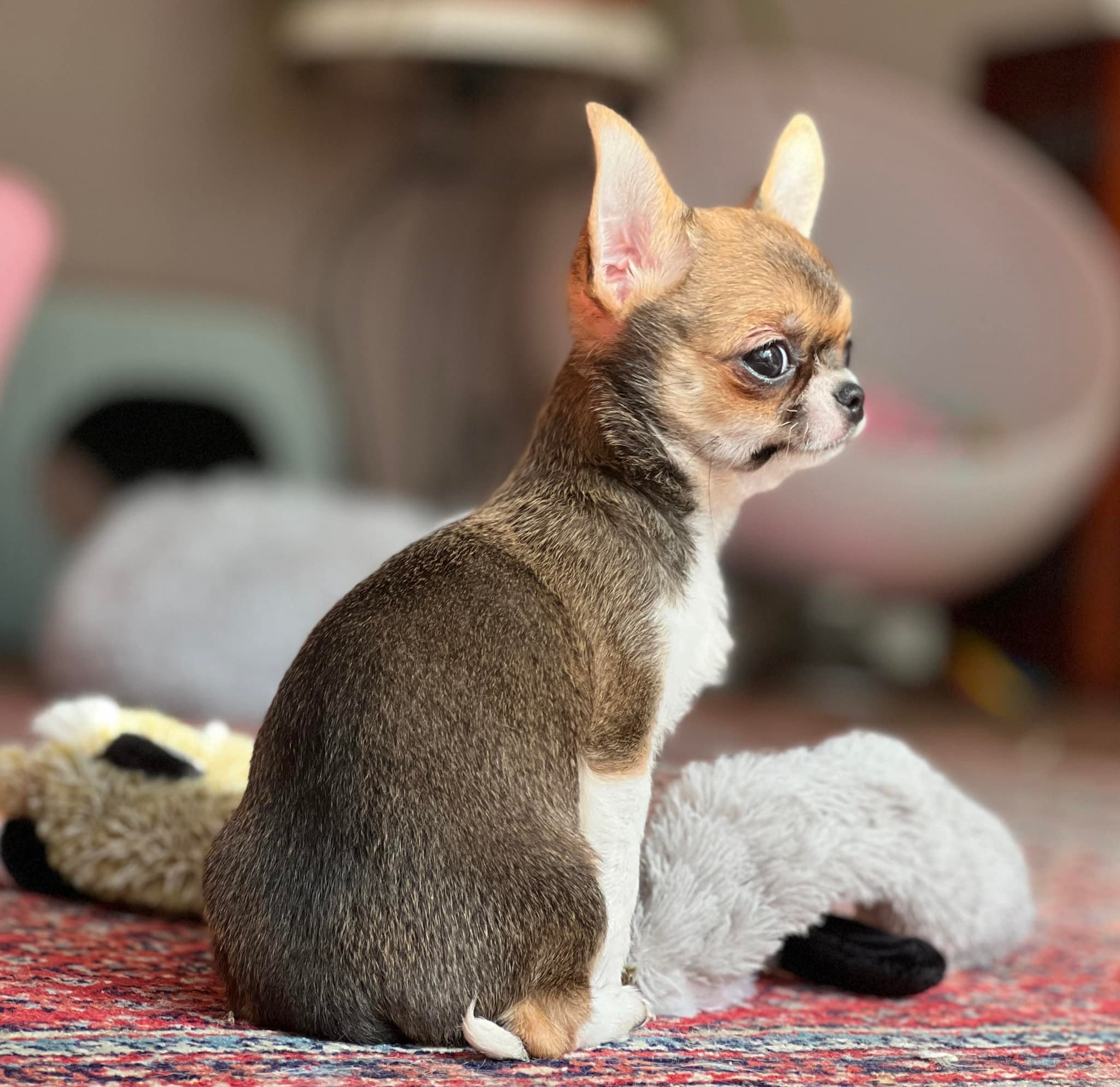 Chihuahua Chichis von Hamburg