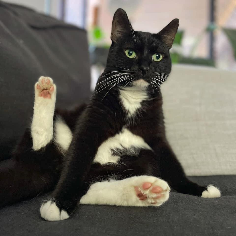 ~*FOSTER VIEW TO ADOPT*~ 🖤🍩 MEET... - Perth Rescue Angels | Facebook