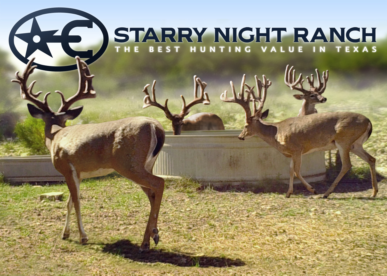 Starry Night Ranch