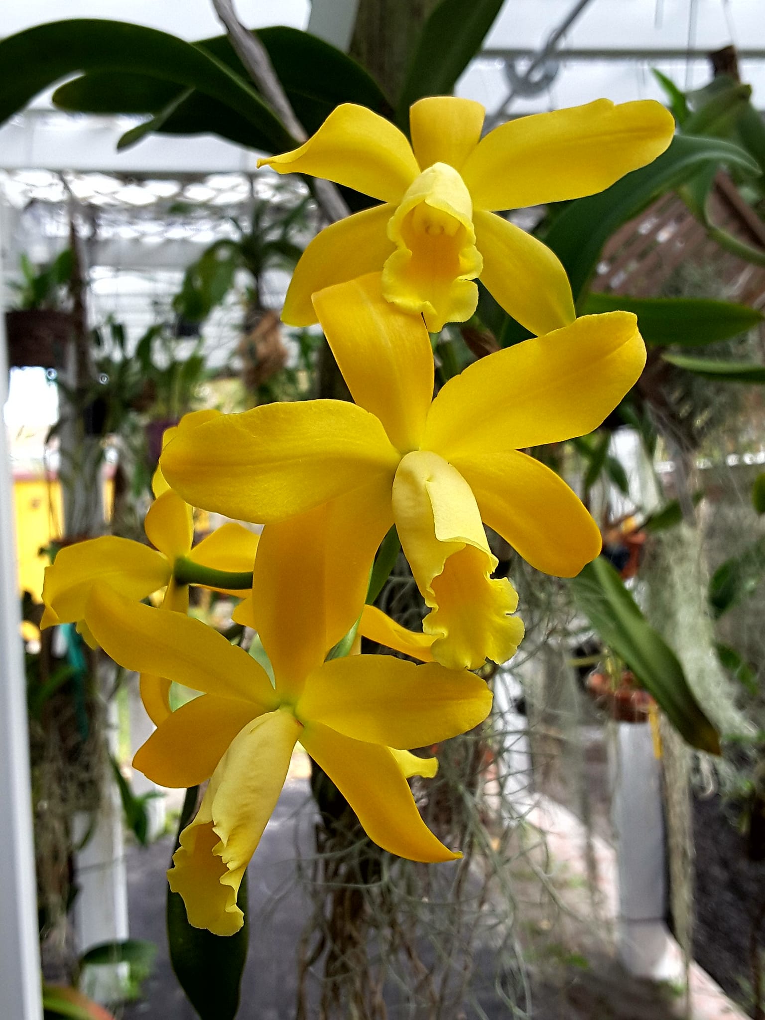 Rlc. Golden Chieftain 'Akukii' orchid