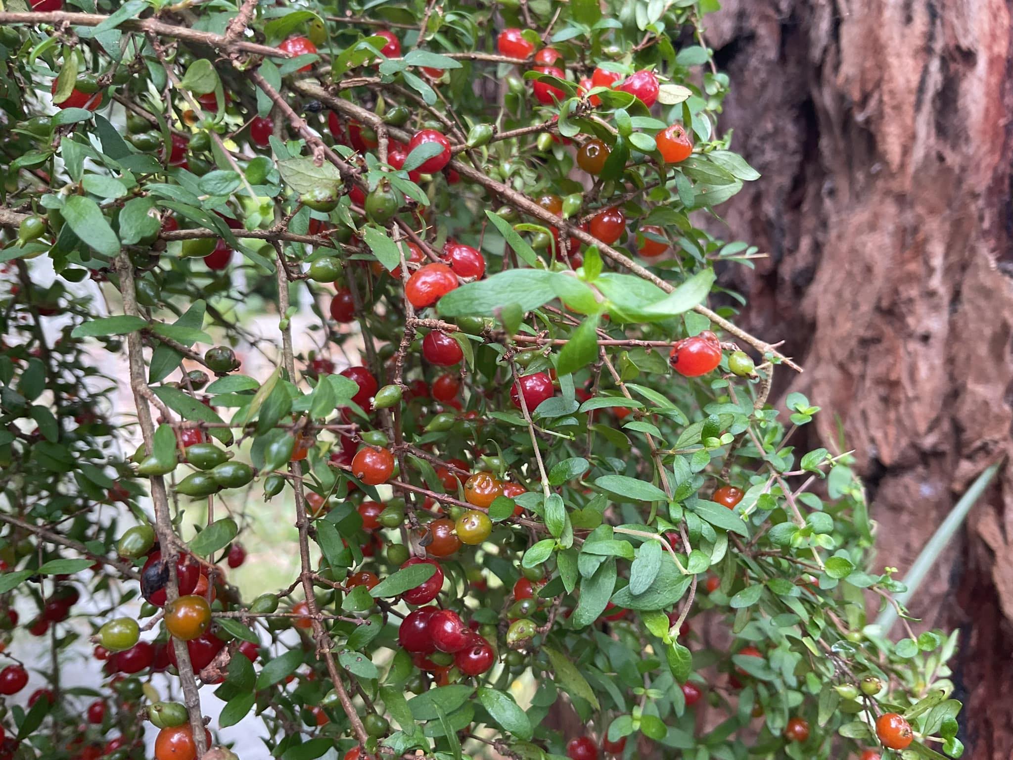 Peppermint Ridge Farm | Tynong North VIC