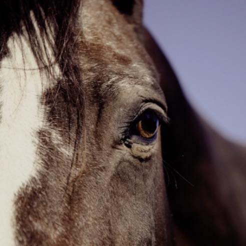 🌱 Fertilize today. Graze today. 🐴 A healthier pasture shouldn't mean ...