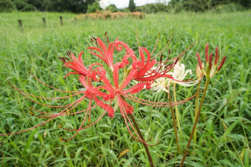 針テラス情報館 馬見丘陵公園で早咲きの コヒガンバナ が開花しました ほかにはテッポウユリも Facebook