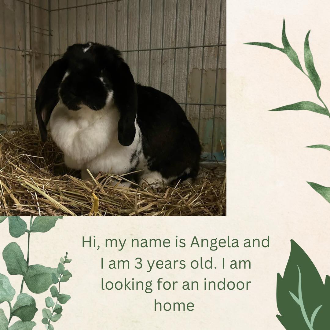 Meet the buns we have available... - Shrewsbury Rabbit Rescue | Facebook