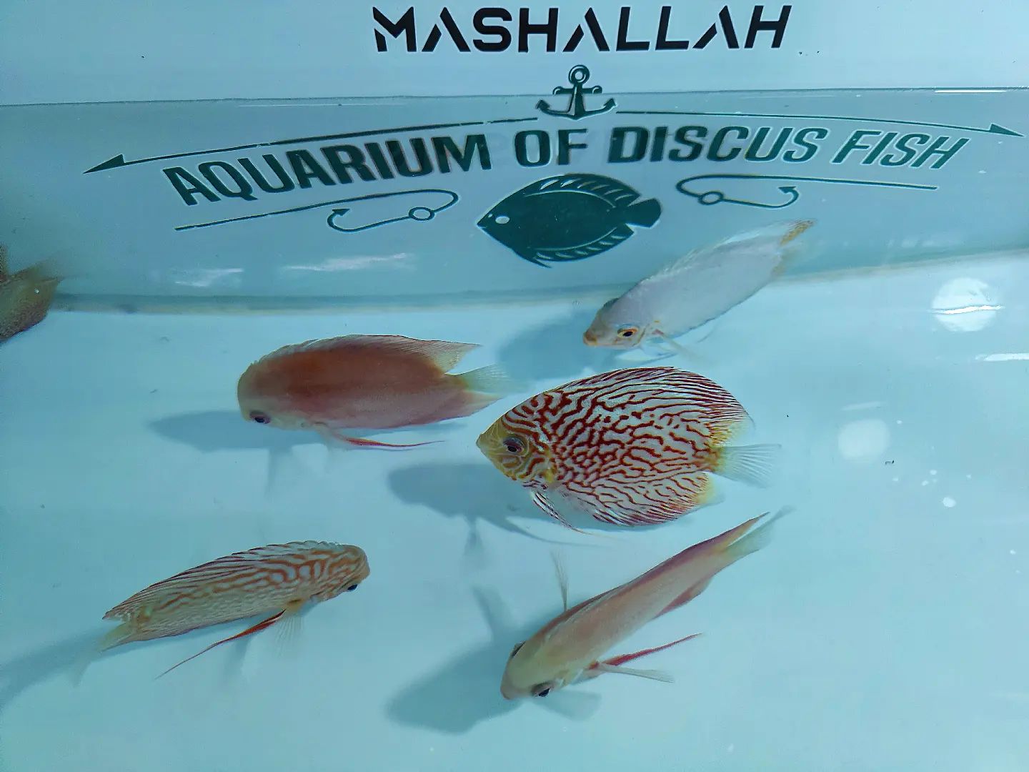 Breedings stocks of ADF.... - Aquarium of discuss fish-ADF