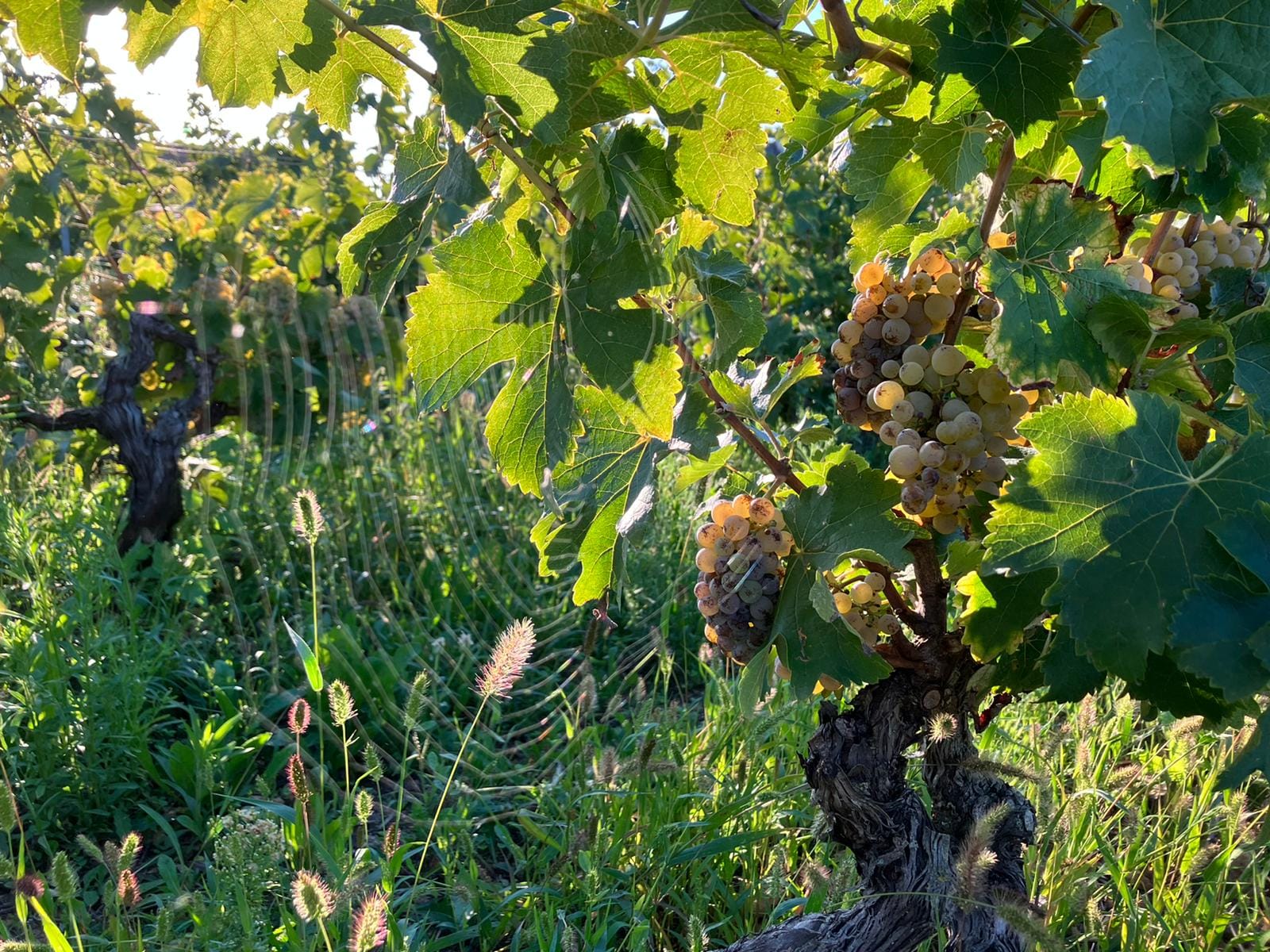 Domaine Mathieu Cosme | Noizay