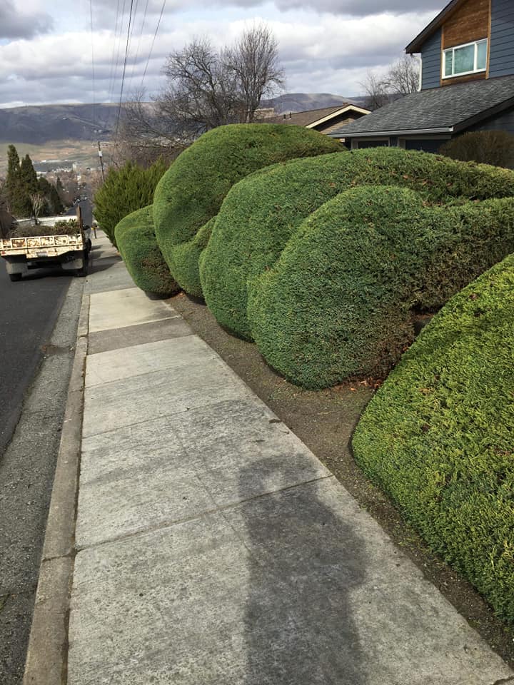 Asap tree and shrub | Clarkston Heights WA