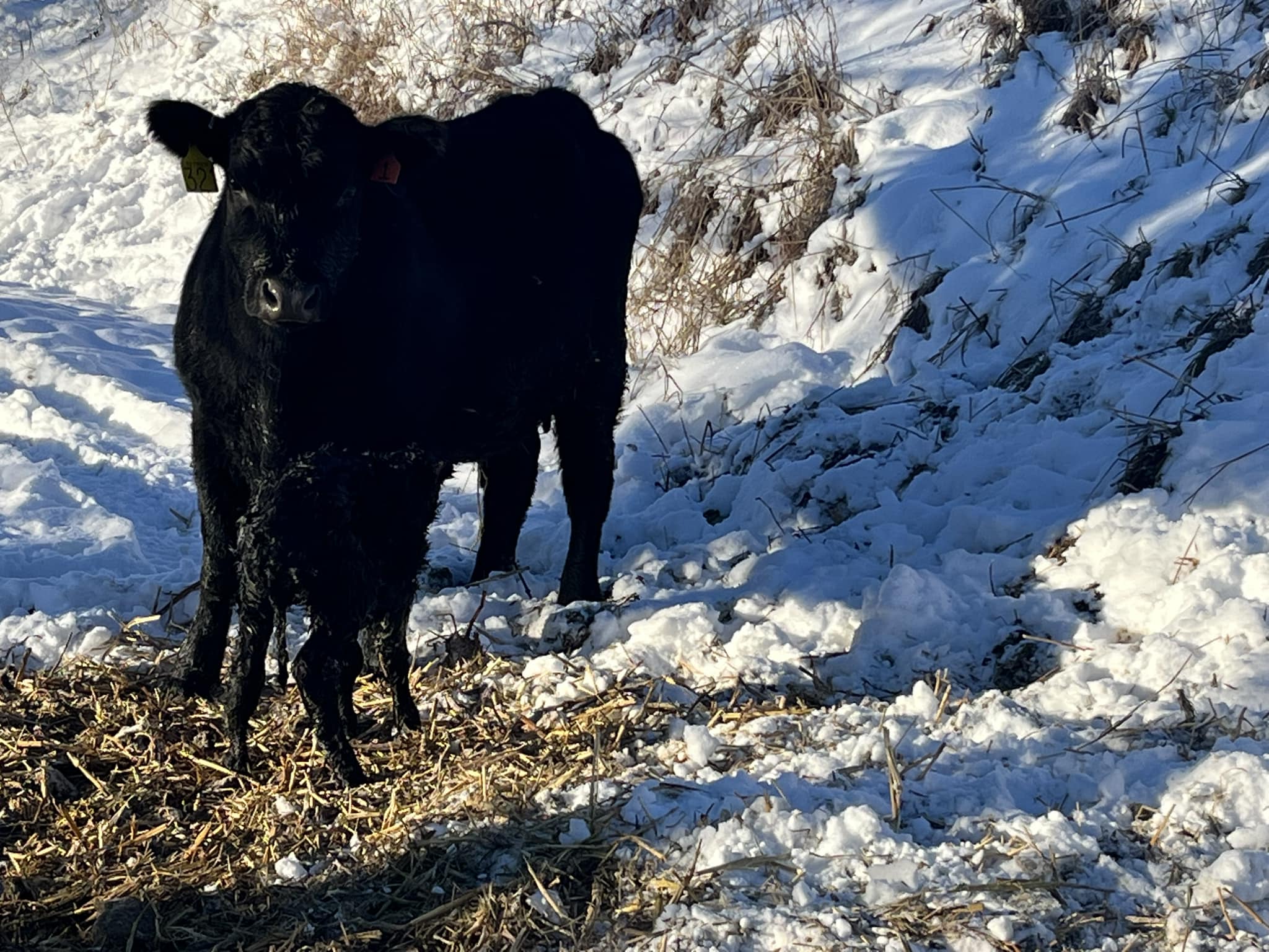 CC Ranch and Cattle Services