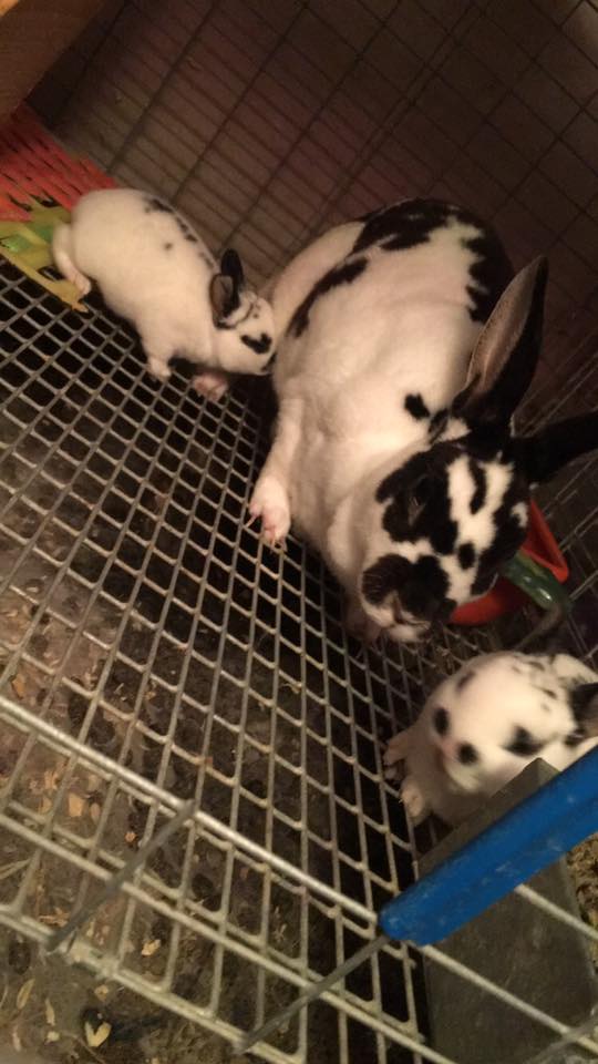 JEPs Rabbitry