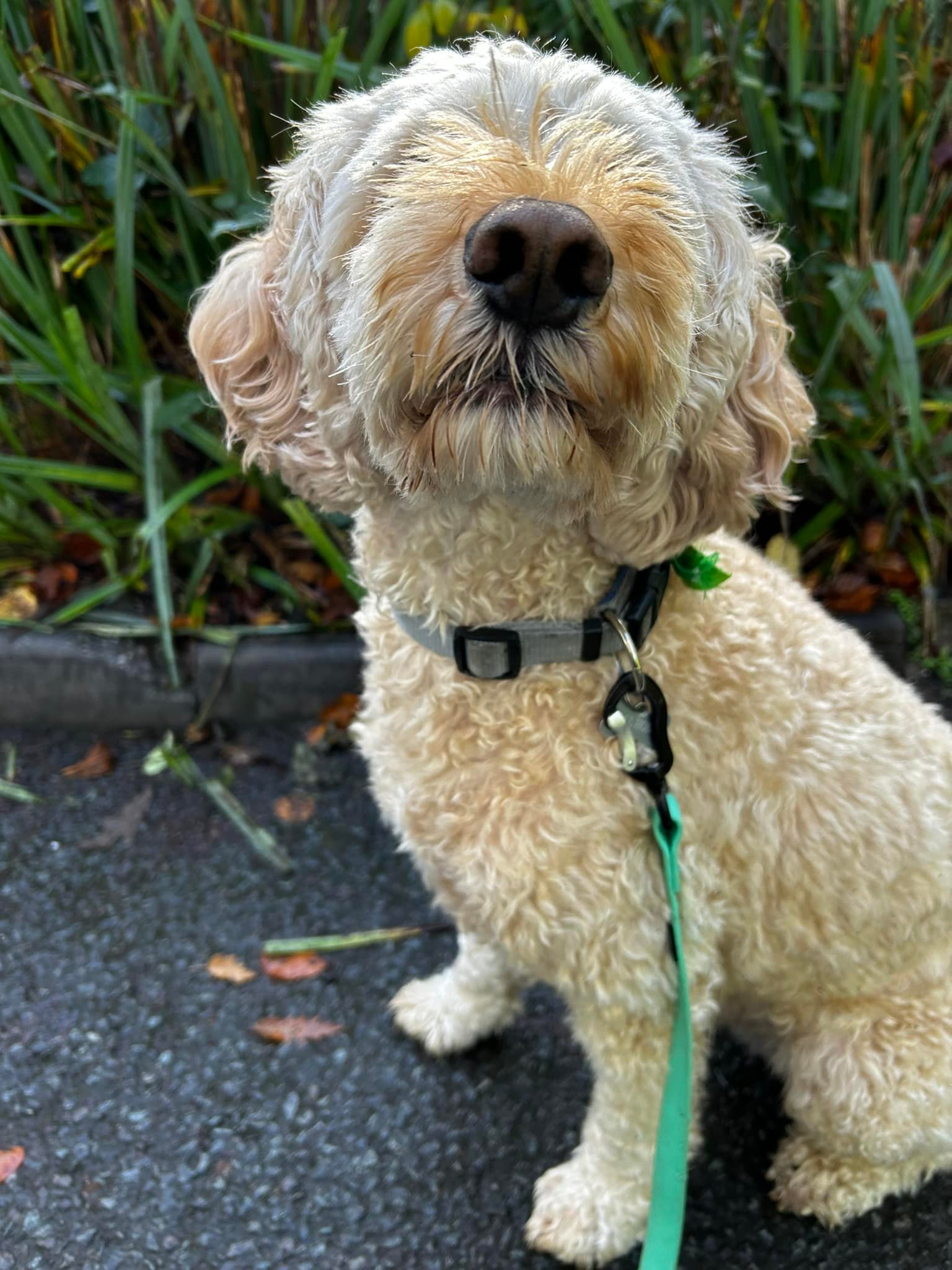 Here he is… our supaw model! ️🐾 - The Cockapoo Crew