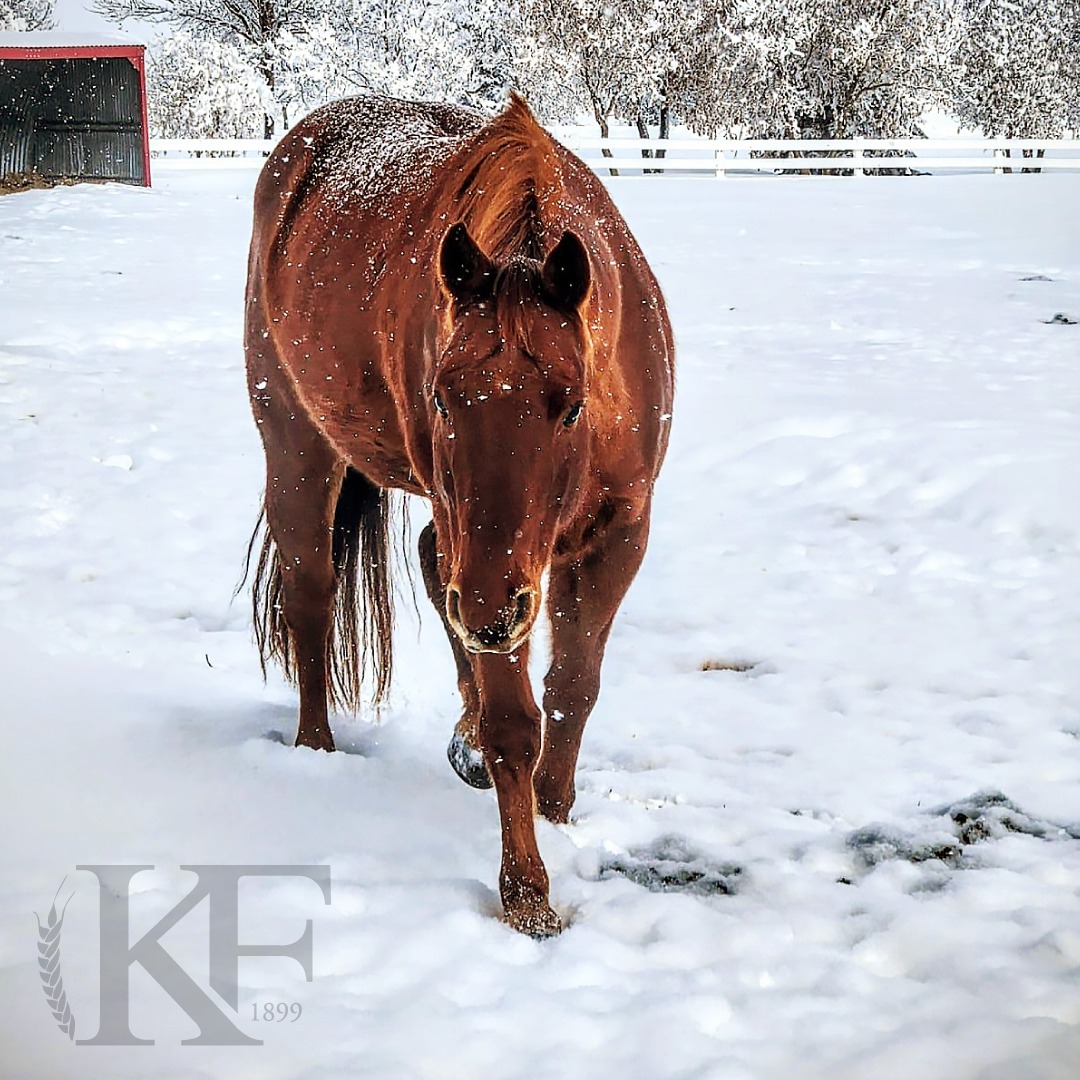 The recent hoarfrost helps to create... - KF Kambeitz Farms | Facebook