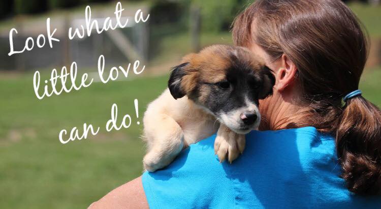 Sometimes the kitten... - Lennoxs Legacy Rescue Inc | Facebook