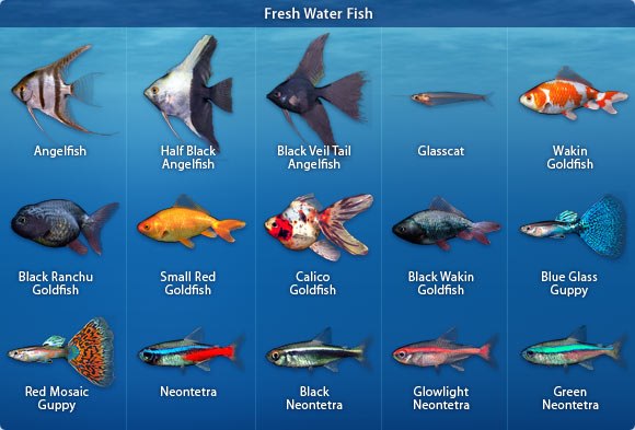 Aqua Beauty - Do you know your fresh water fish? Well here’s a chart ...
