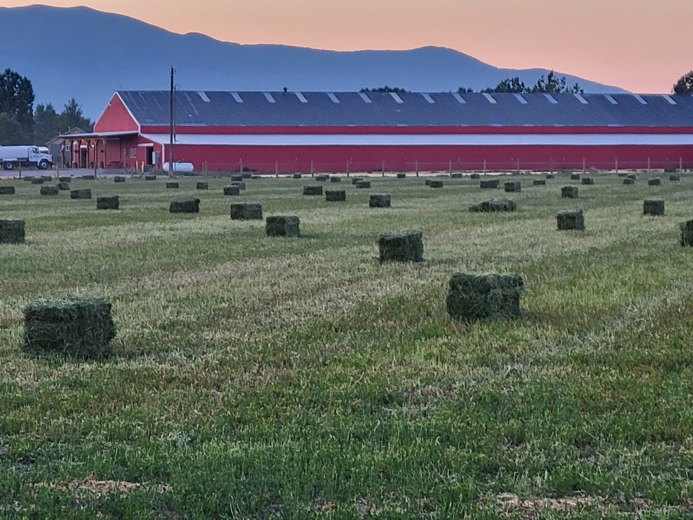 WB Ranch Company | Belgrade MT