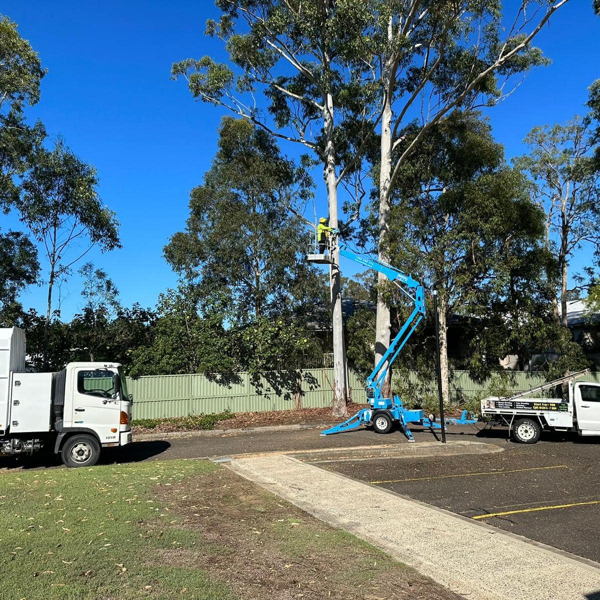 Tree lopping service | Blacktown NSW