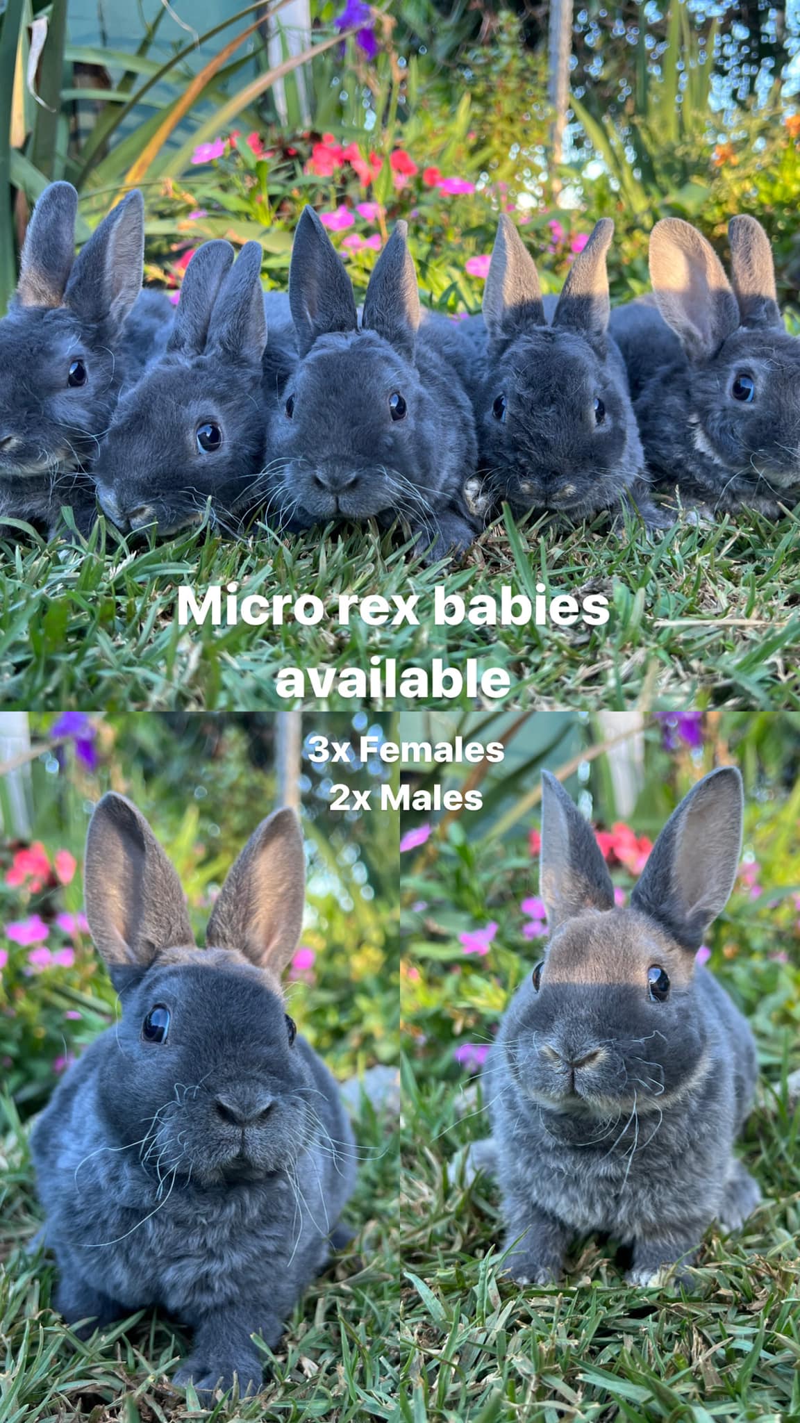 Hops Rabbitry