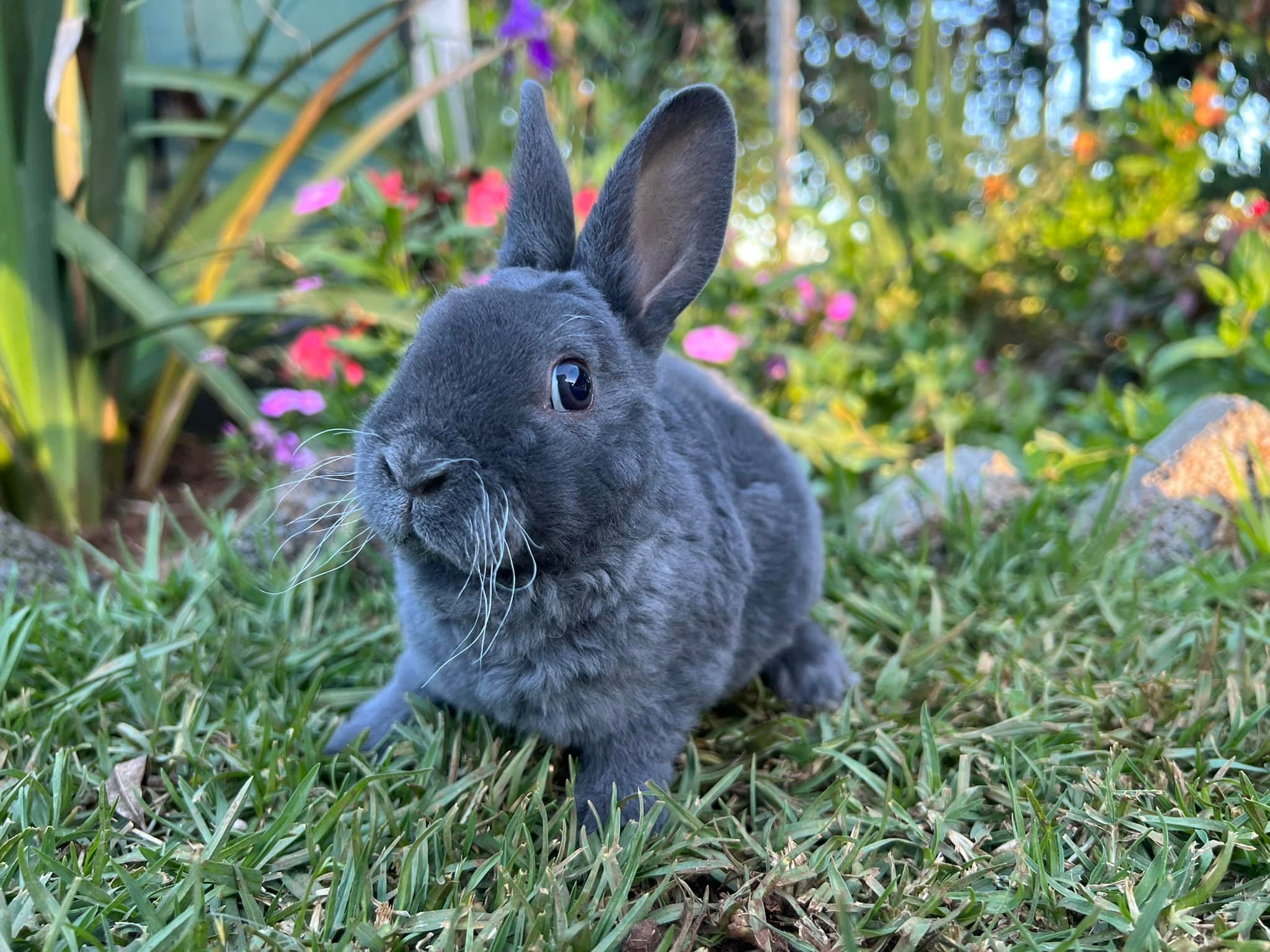 Hops Rabbitry