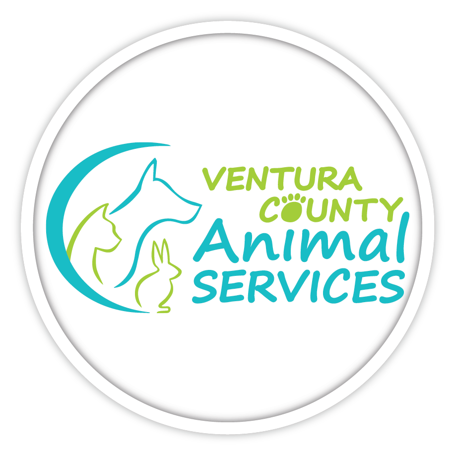 Stray & adoptable dogs in... - Ventura County Animal Services | Facebook