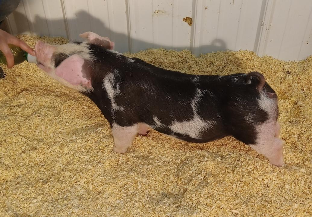 Fee Farms Show Pigs - We're super excited about this winter's litters ...