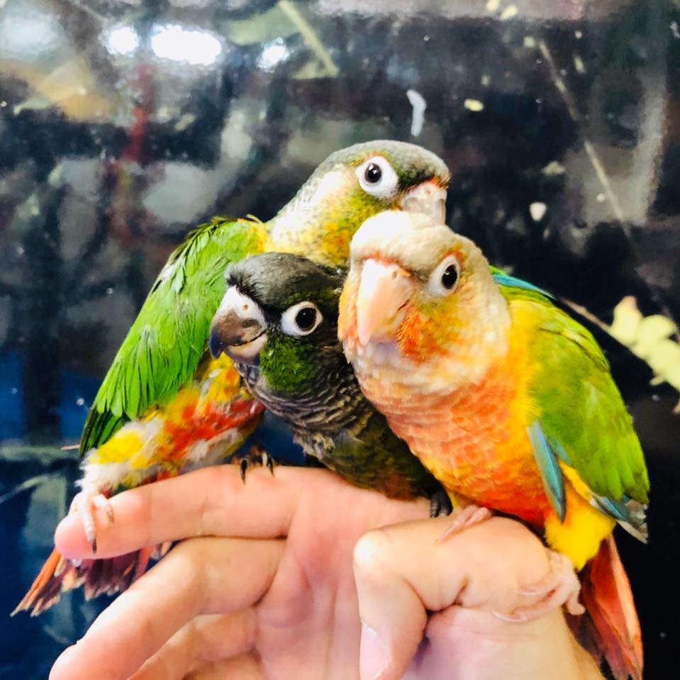 Everything - Moon cheeks are a color variation of green cheek conure ...