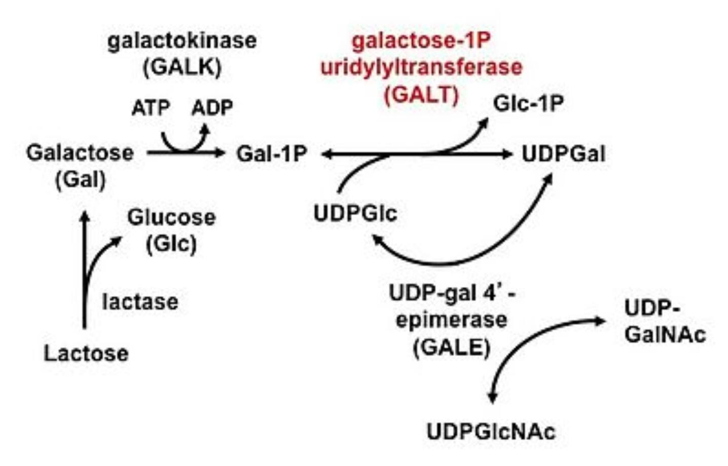 DrKnowledge - The Galactosemias Galactosemia is a family...