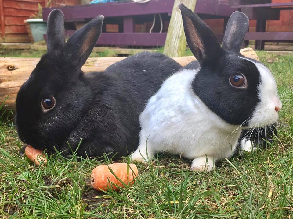 Our little old... - South coast rabbit rescue . portsmouth | Facebook