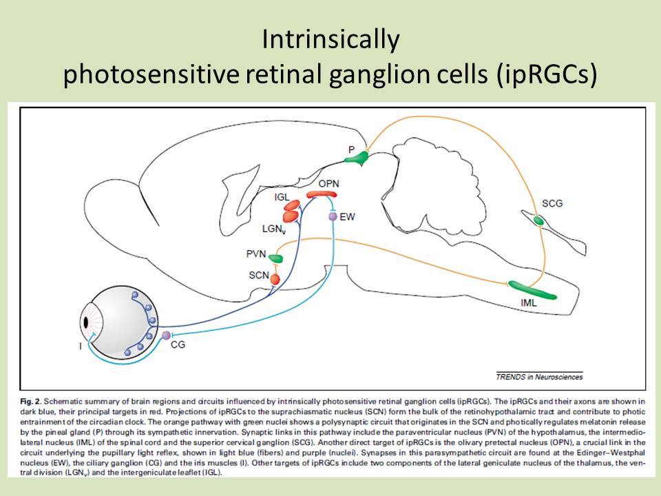 社團法人台灣視覺復健專業服務協會 - 科學新知大放送(台語發音): intrinsically photosensitive retinal ...