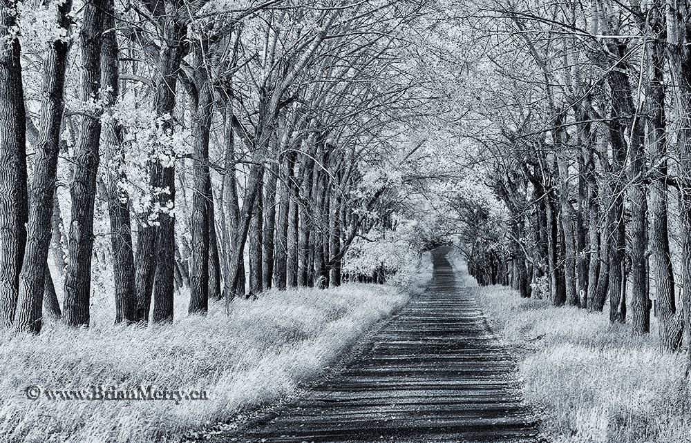 Alberta Landscape and Wildlife Photography by ILP | As we were walking ...
