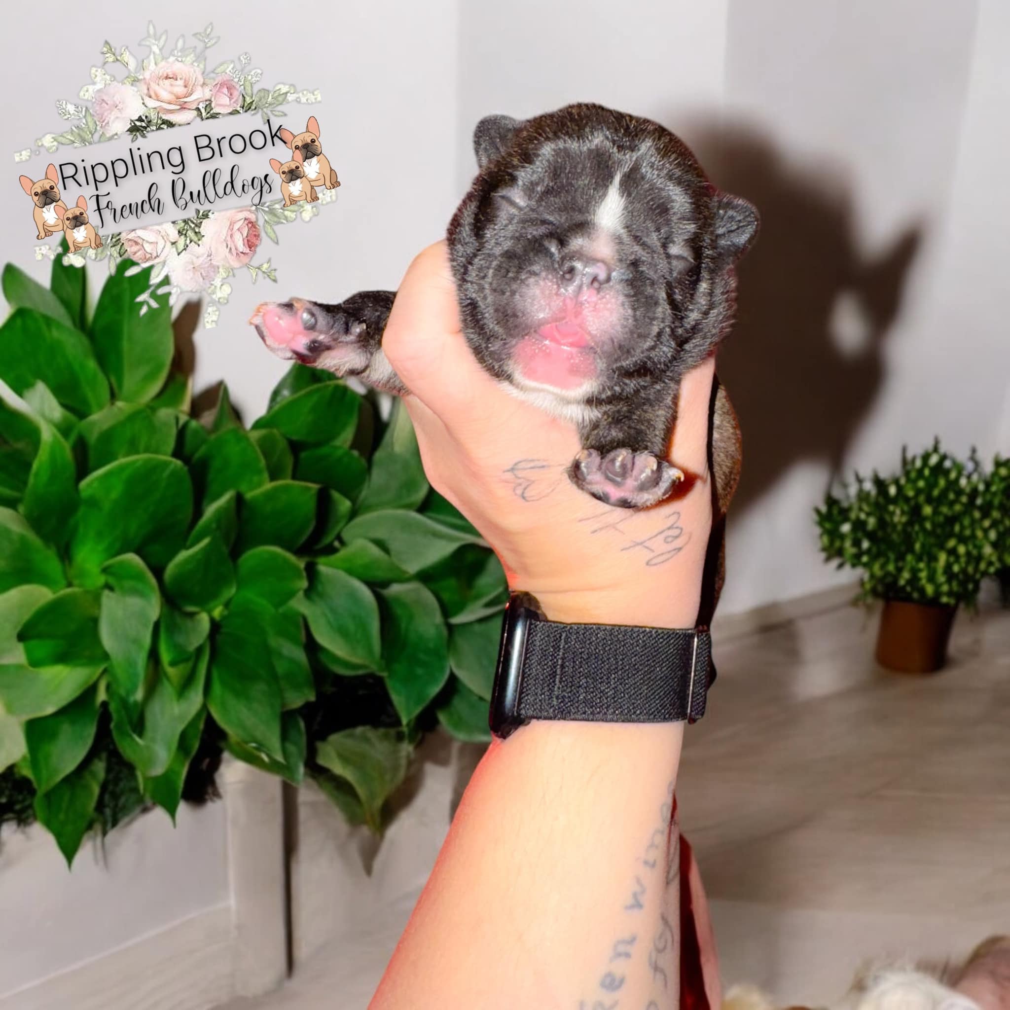 Rippling Brook French Bulldogs | Strunk KY